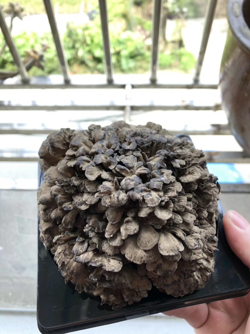 新鲜灰树花鲜舞茸栗蘑当天采摘当天发货农家种植