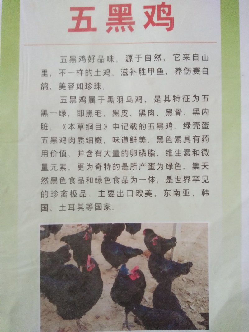 五黑鸡