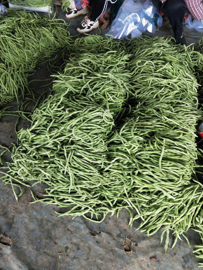 【推荐】山东聊城四季豆无筋豆大量上市供应电商商超社区
