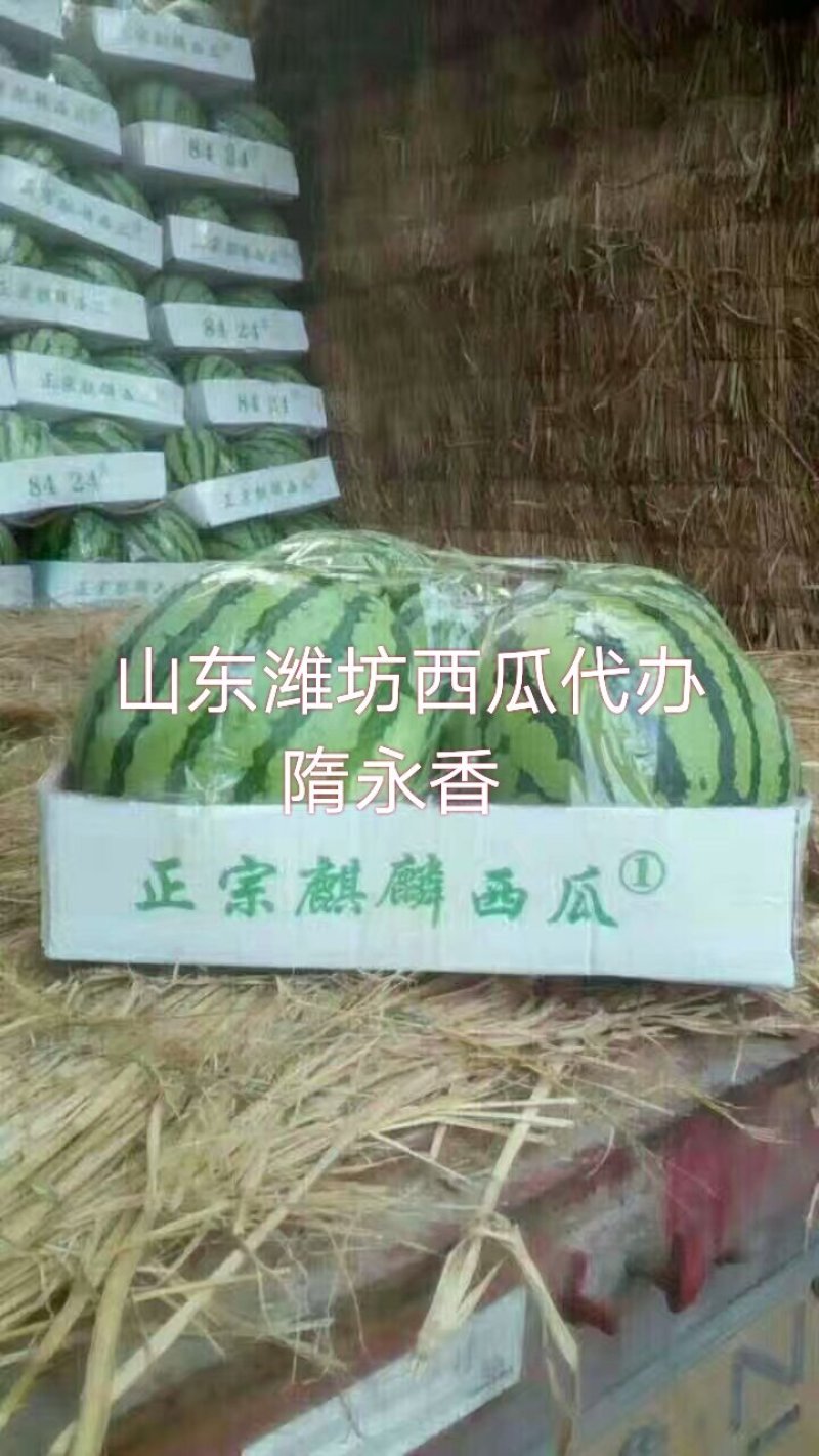 精品8424西瓜麒麟早春红玉超越梦想l600双星京欣甜王
