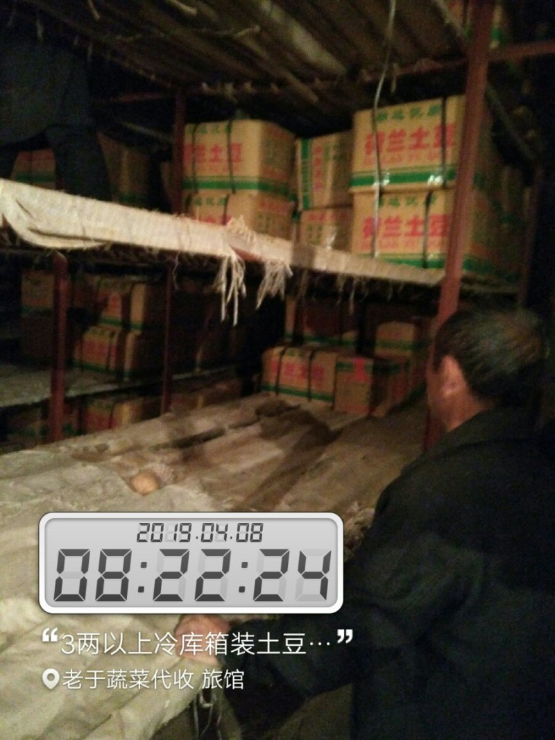 山东优质冷库箱装荷兰土豆大量供应