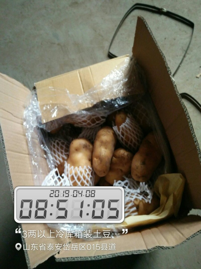 山东优质冷库箱装荷兰土豆大量供应