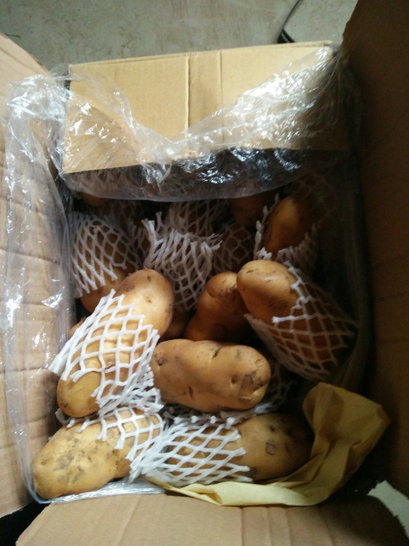 山东优质冷库箱装荷兰土豆大量供应