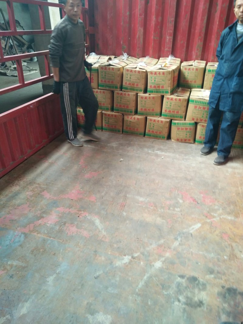 山东优质冷库箱装荷兰土豆大量供应