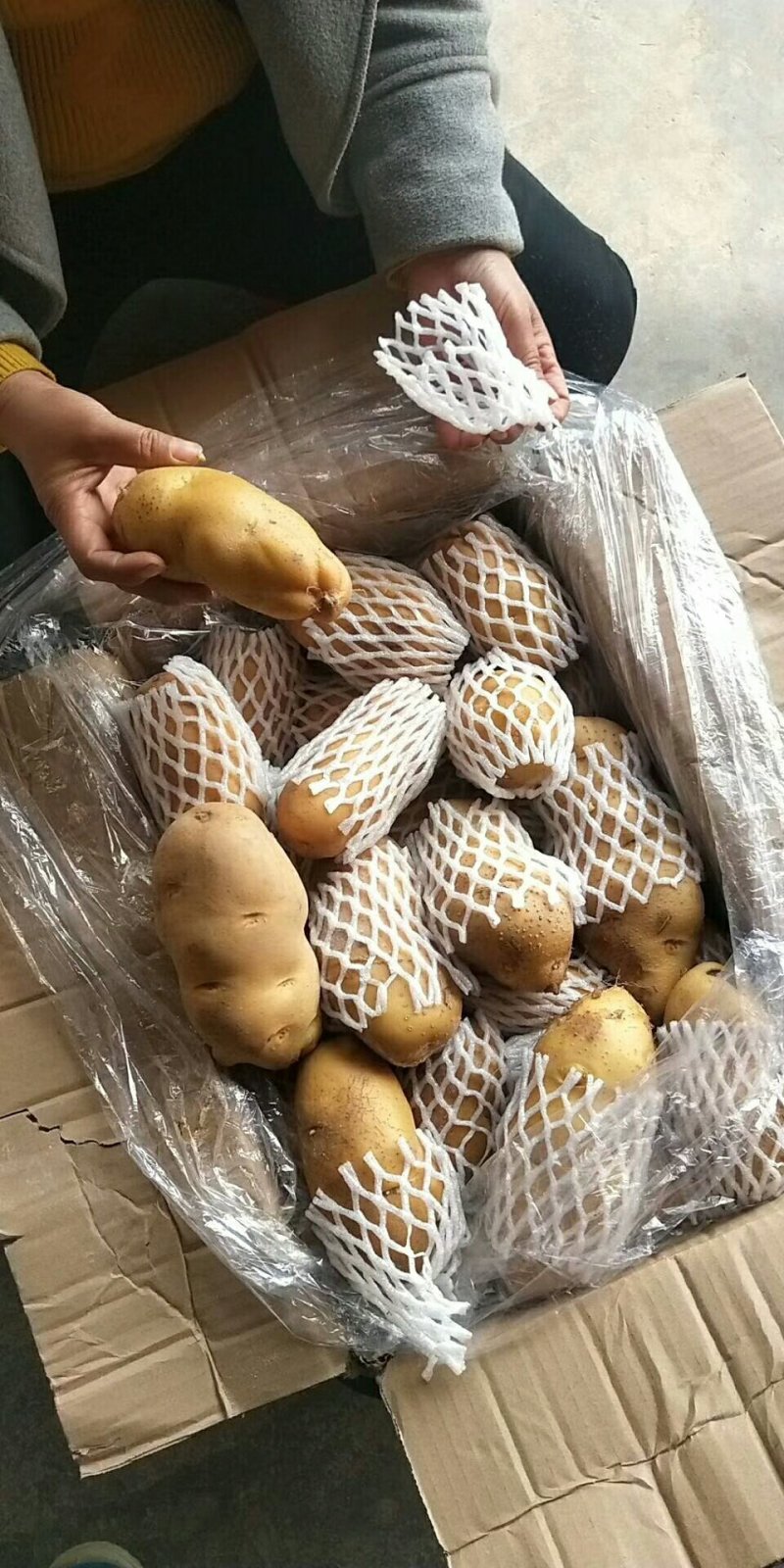 山东优质冷库箱装荷兰土豆大量供应