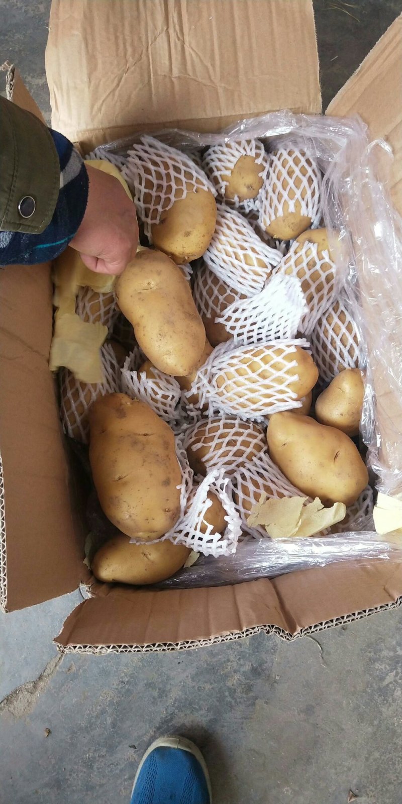山东优质冷库箱装荷兰土豆大量供应