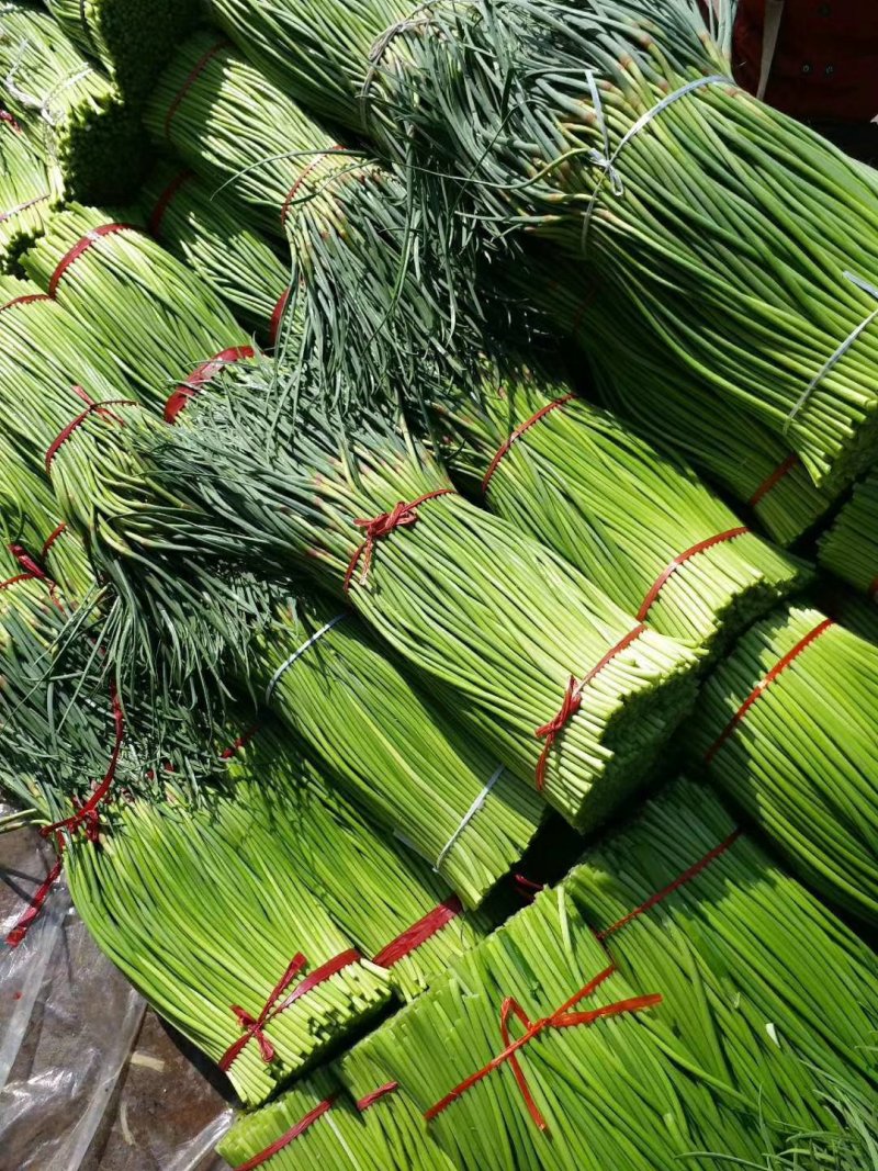 巜精品蒜薹》红帽蒜苔产地直供万亩蔬菜基地河南通许