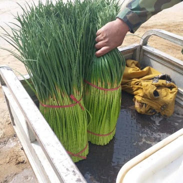 巜精品蒜薹》红帽蒜苔产地直供万亩蔬菜基地河南通许