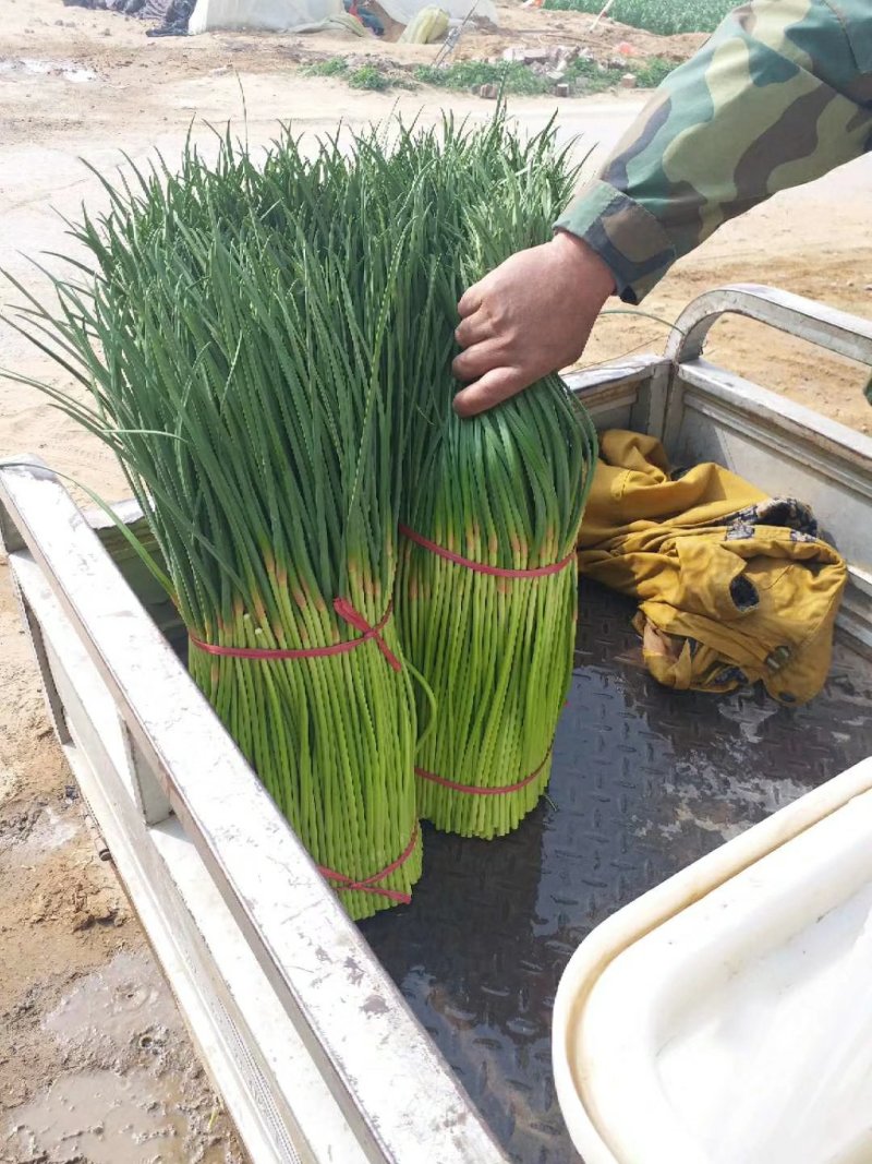 巜精品蒜薹》红帽蒜苔产地直供万亩蔬菜基地河南通许