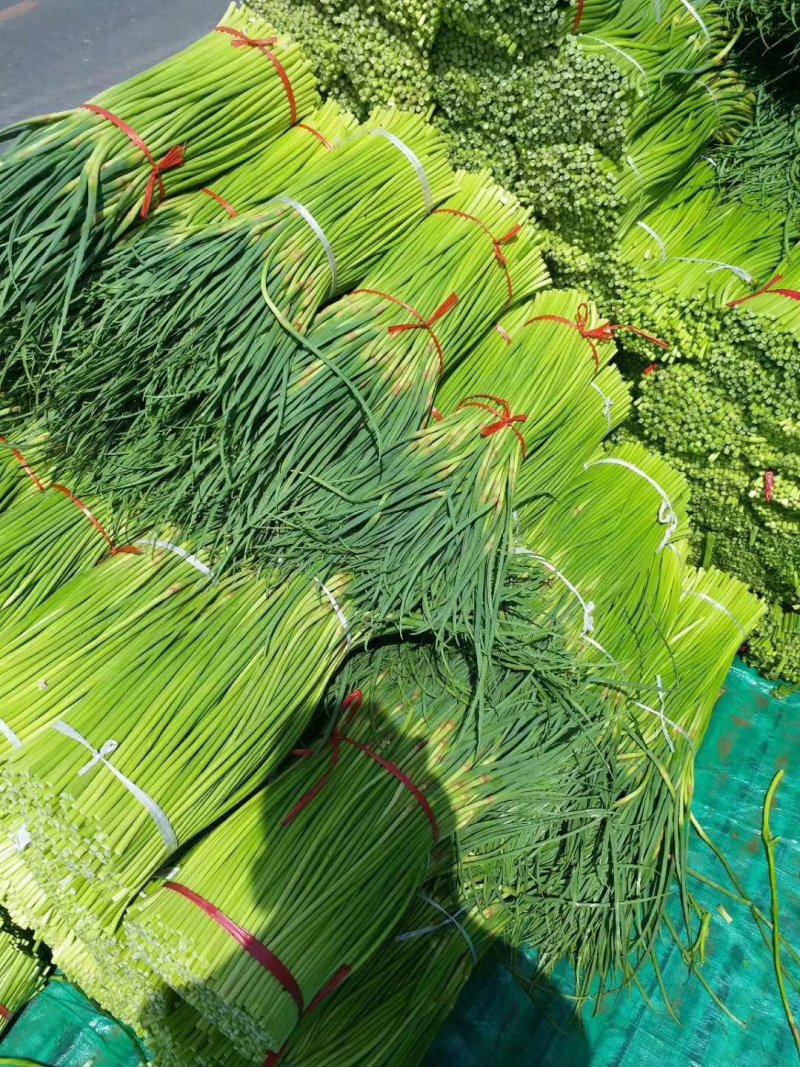 巜精品蒜薹》红帽蒜苔产地直供万亩蔬菜基地河南通许