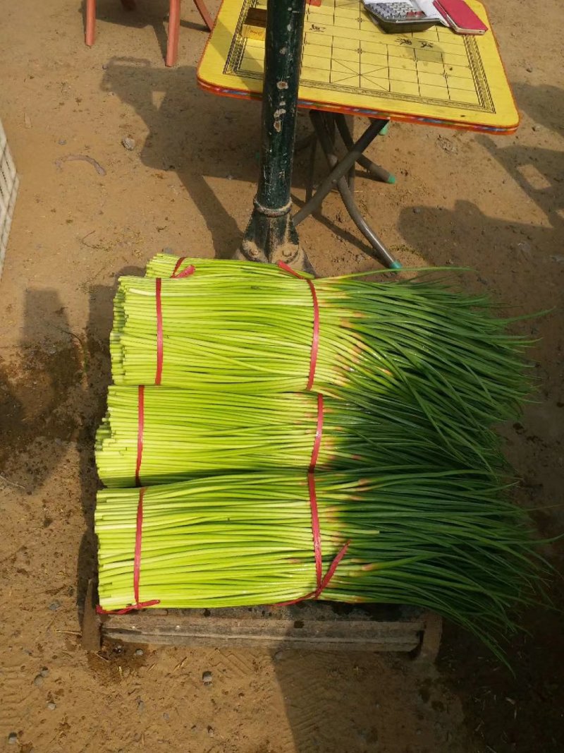 巜精品蒜薹》红帽蒜苔产地直供万亩蔬菜基地河南通许