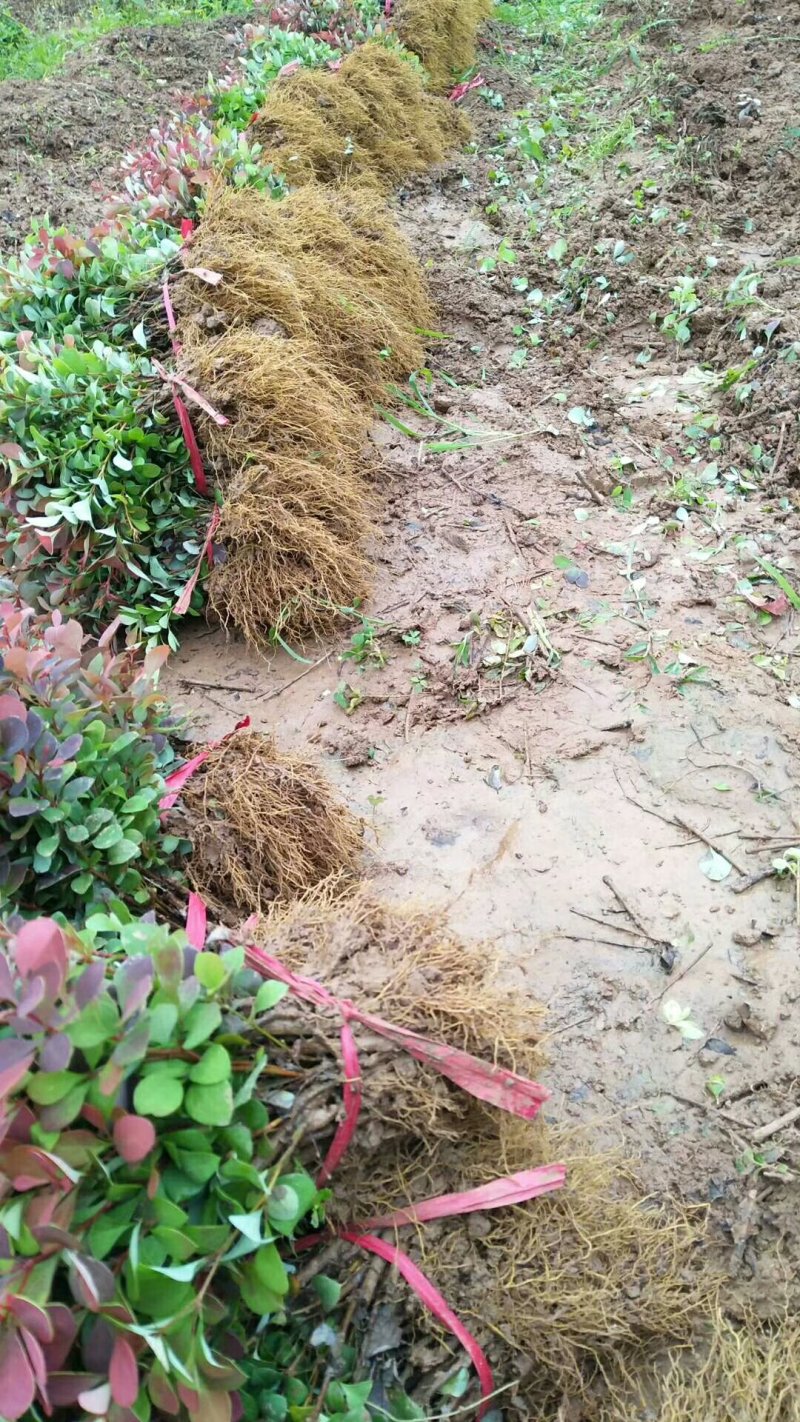 红叶小檗苗.床苗10-20cm