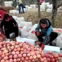 陕西采青红富士