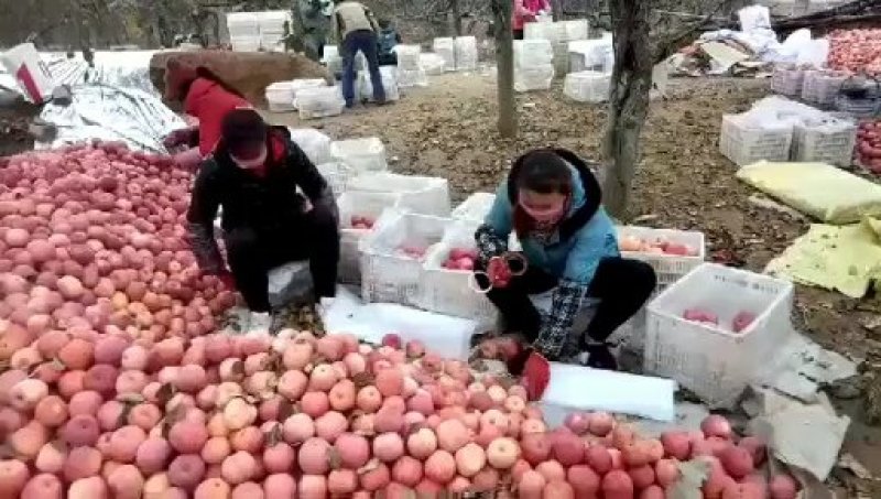 陕西采青红富士