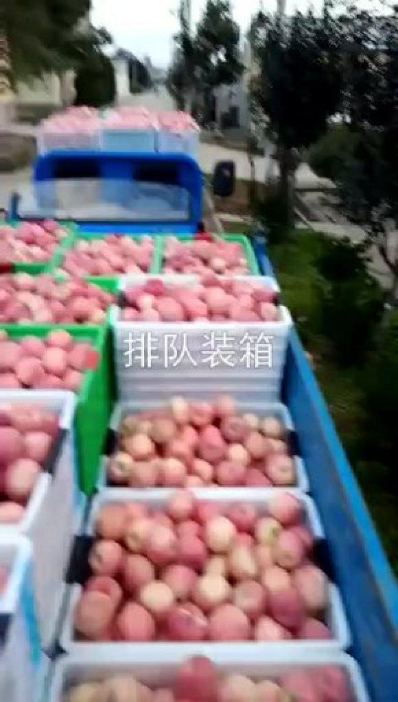陕西采青红富士