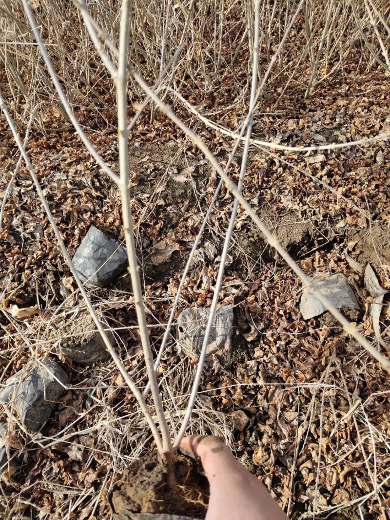 辽宁开原金叶水蜡小苗杯苗女贞工程苗繁育基地全国顺丰邮寄