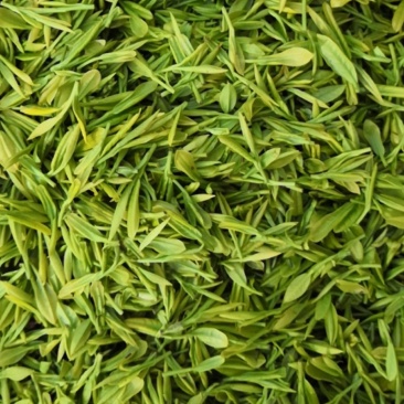 安吉白茶，黄金茶