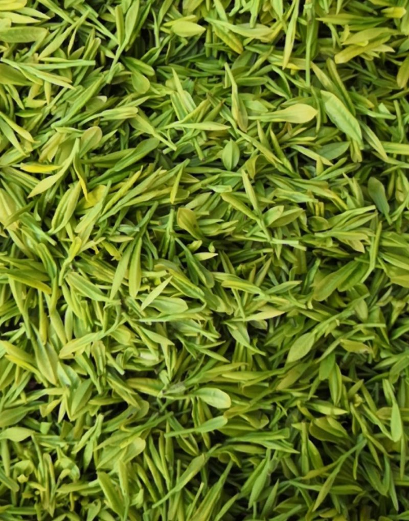 安吉白茶，黄金茶