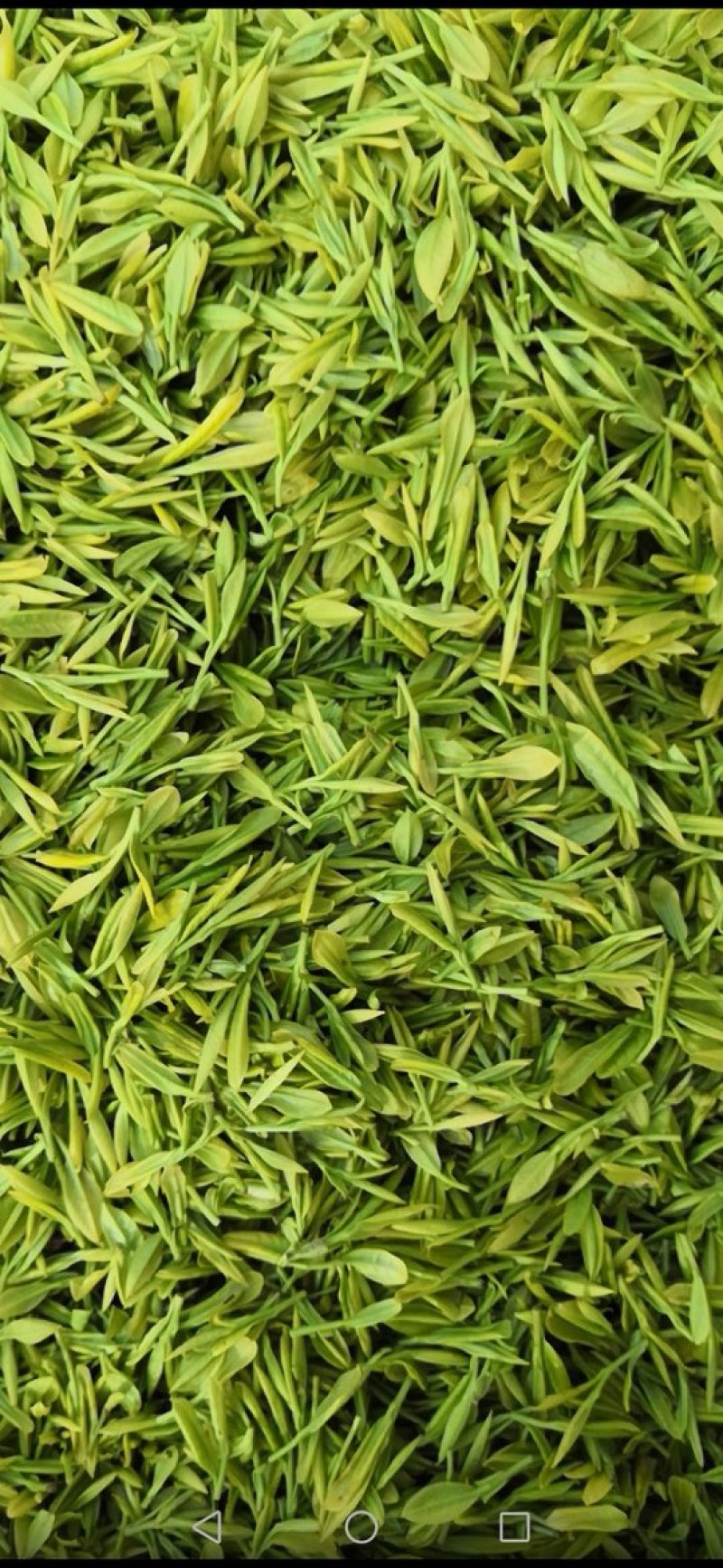 安吉白茶，黄金茶