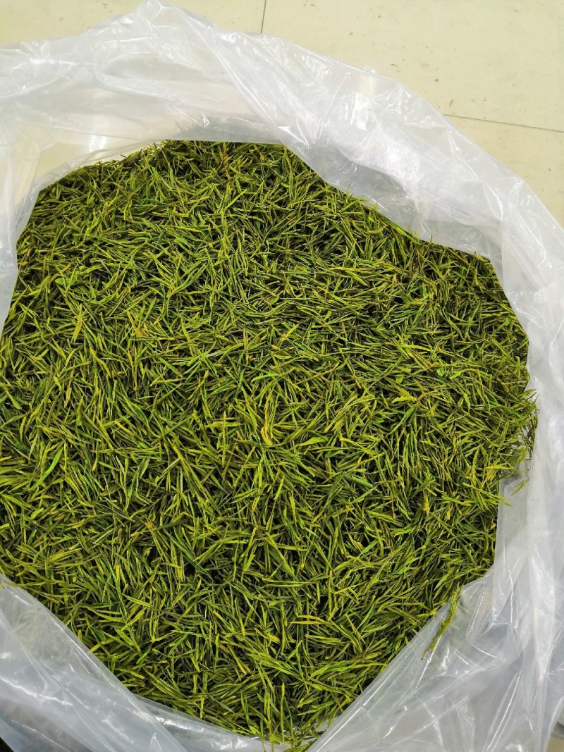 安吉白茶，黄金茶