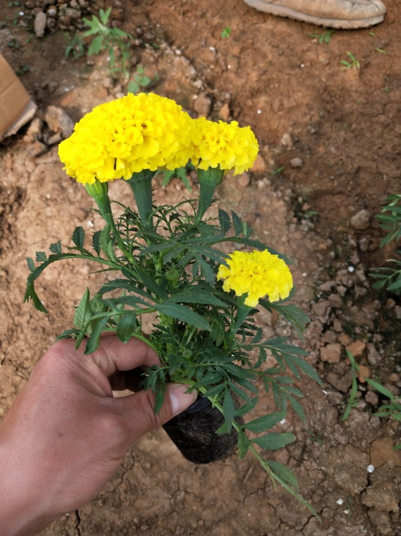 万寿菊山东青州常年供应绿化草花苗木基地直发一手货源