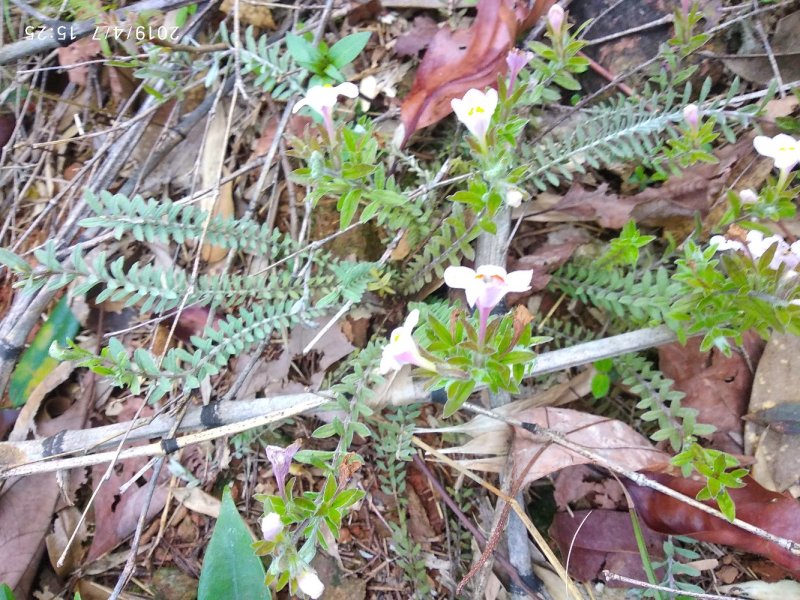 鹿茸草野生