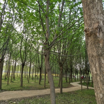 梓树8-15公分，万亩基地价格优惠