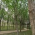 梓树8-15公分，万亩基地价格优惠