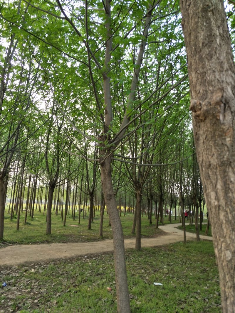 梓树8-15公分，万亩基地价格优惠