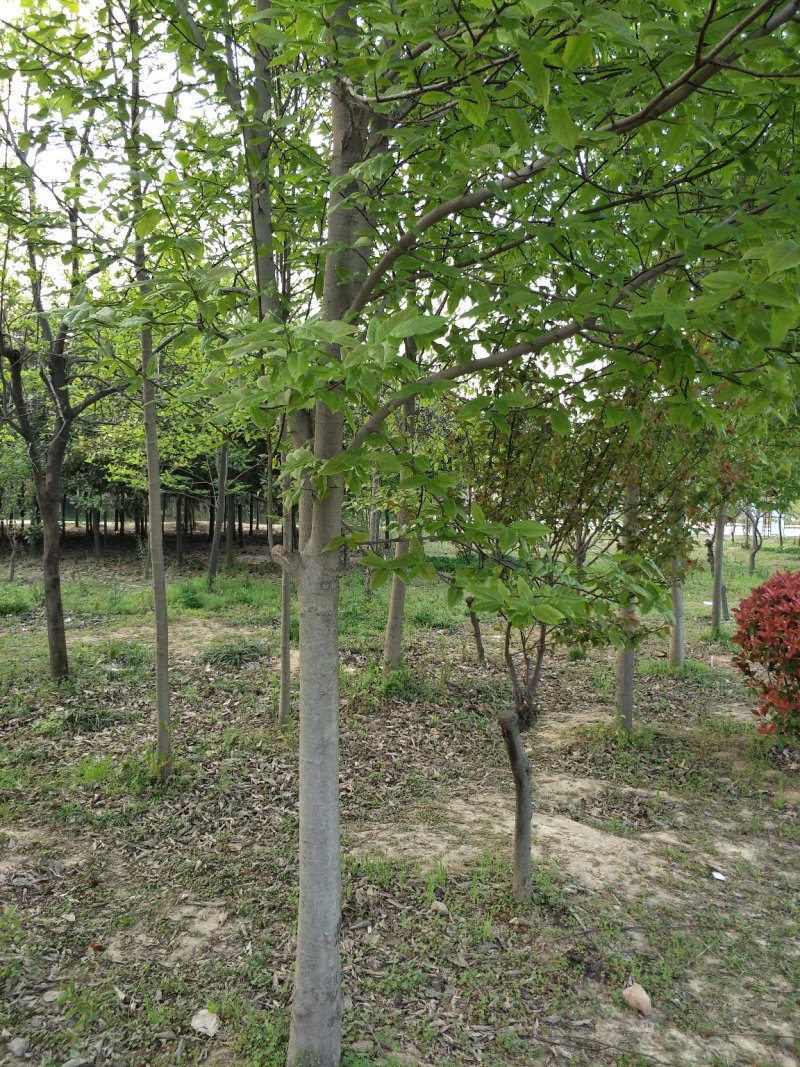 梓树8-15公分，万亩基地价格优惠