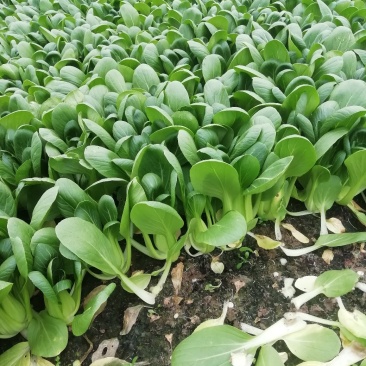 小青菜，常年供应，货源稳定，质量保证