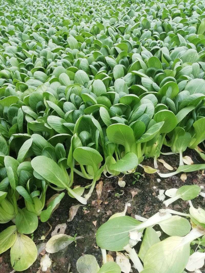 小青菜，常年供应，货源稳定，质量保证