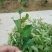 贴梗海棠苗10-20cm
