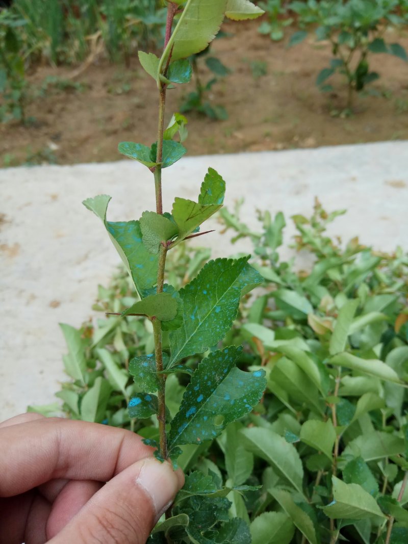 贴梗海棠苗10-20cm