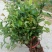 贴梗海棠苗10-20cm