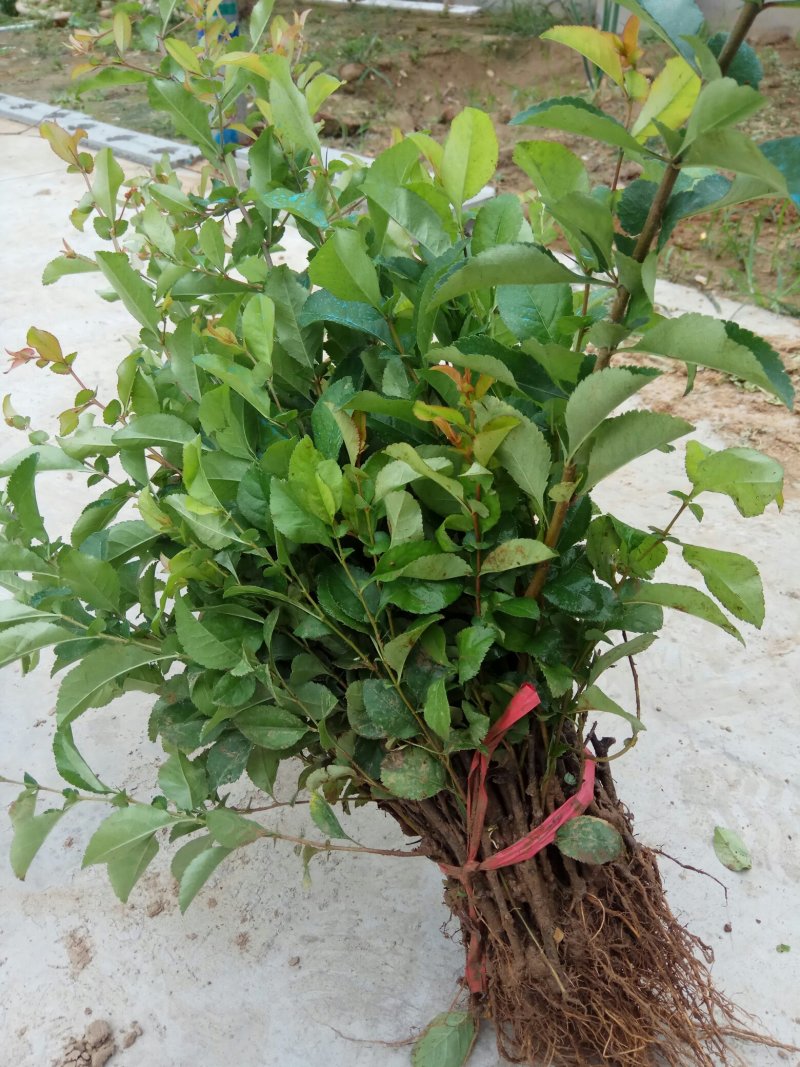 贴梗海棠苗10-20cm