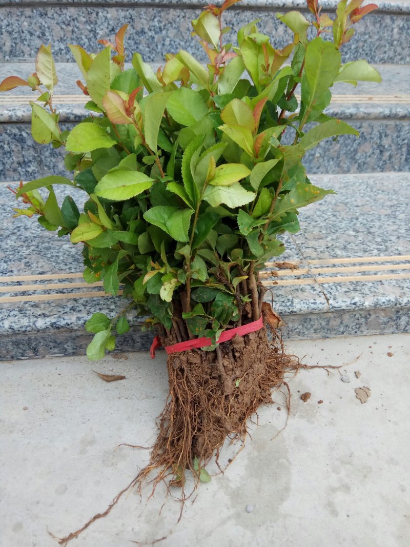 贴梗海棠苗10-20cm