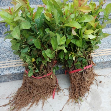 贴梗海棠苗10-20cm