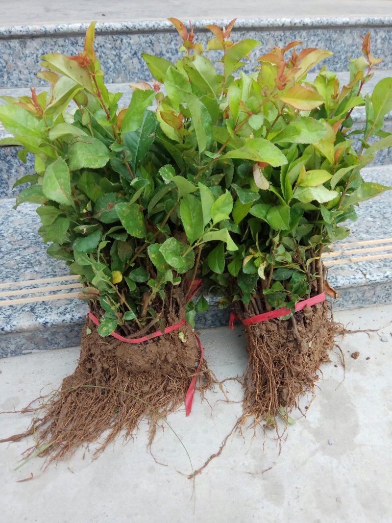 贴梗海棠苗10-20cm
