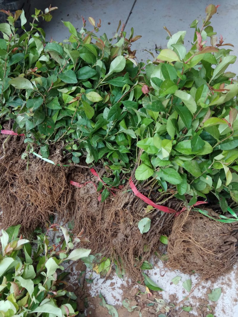 贴梗海棠苗10-20cm