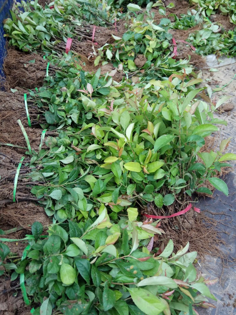 贴梗海棠苗10-20cm