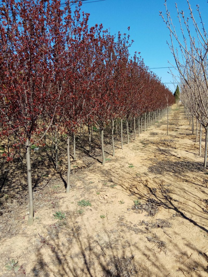 【实力热卖】北美海棠树苗苗圃直发规格齐全可视频看货