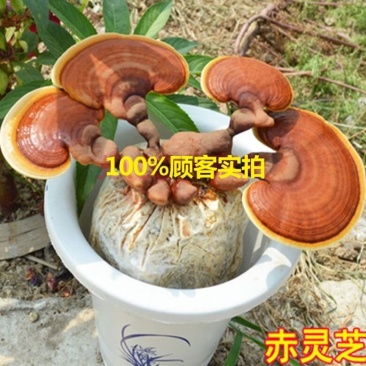 灵芝菌棒菌包食用菌菌种室内花盆栽到家出灵芝送详细视频指导