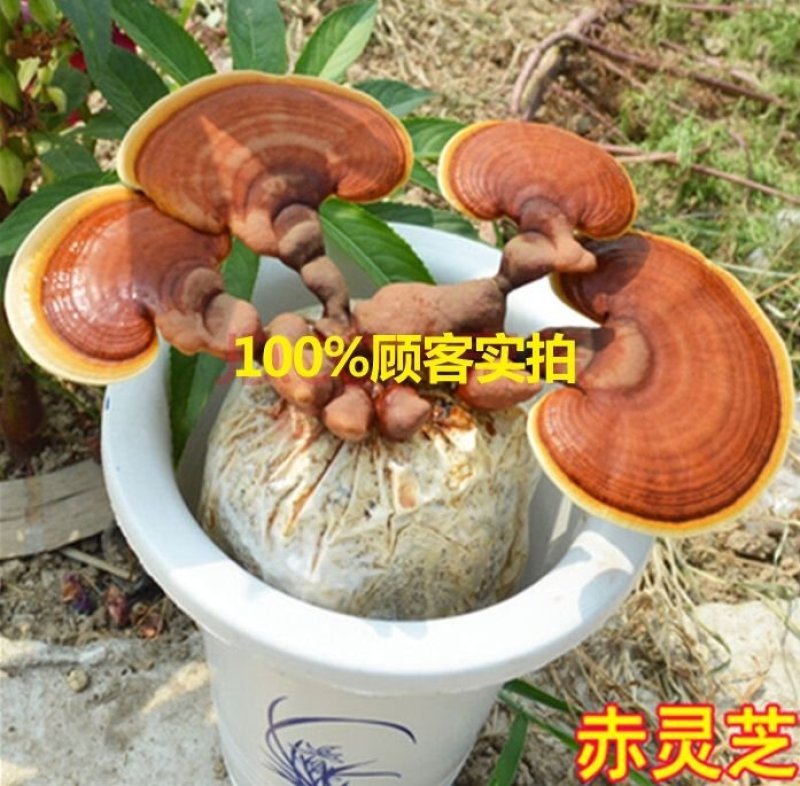 灵芝菌棒菌包食用菌菌种室内花盆栽到家出灵芝送详细视频指导