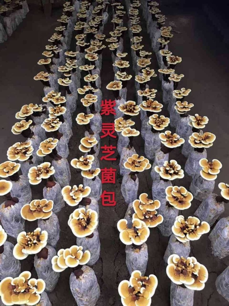灵芝菌棒菌包食用菌菌种室内花盆栽到家出灵芝送详细视频指导