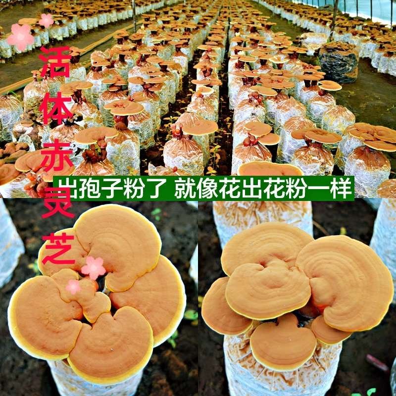 灵芝菌棒菌包食用菌菌种室内花盆栽到家出灵芝送详细视频指导
