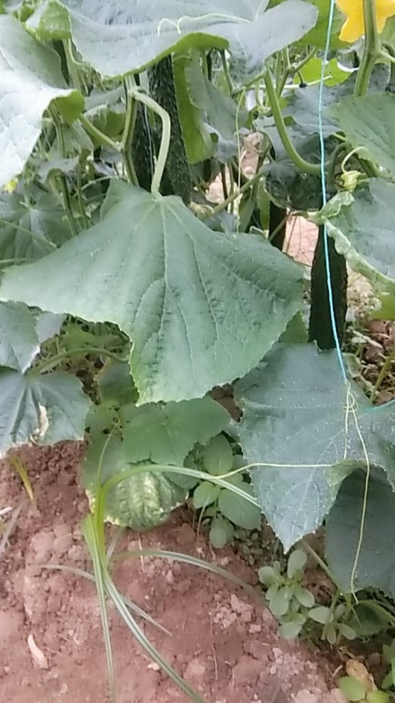 黄瓜