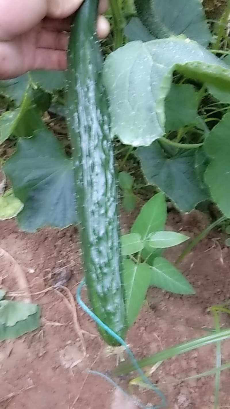 黄瓜