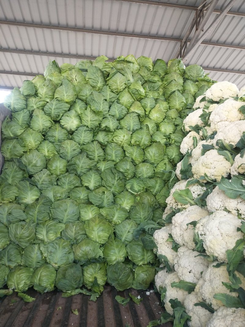 山东绿甘蓝中甘甘蓝大量供应