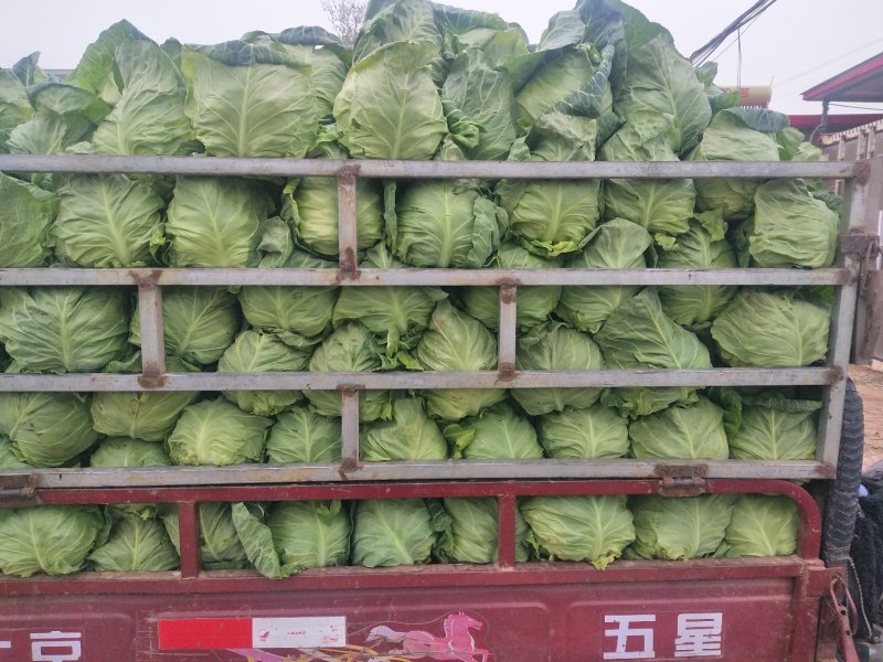 山东绿甘蓝中甘甘蓝大量供应